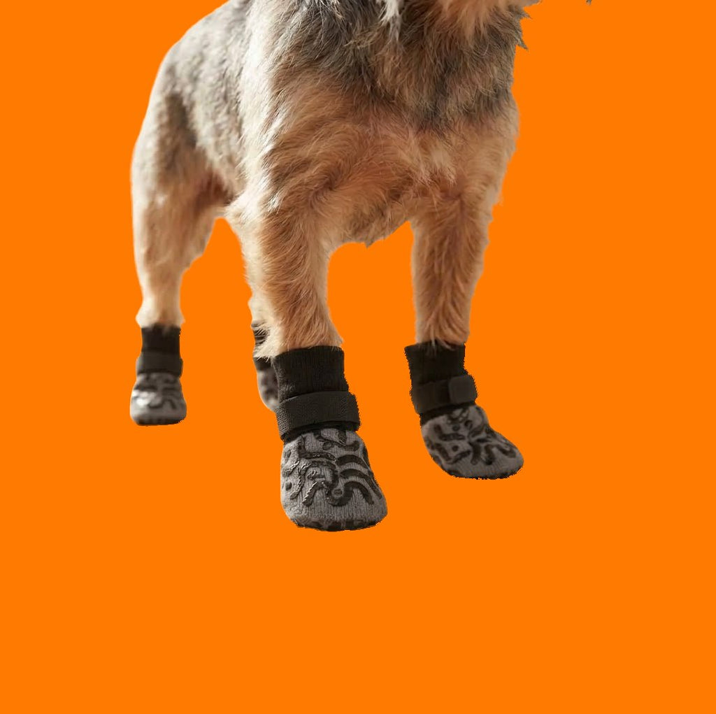 Perro usando medias antideslizantes en las cuatro patas